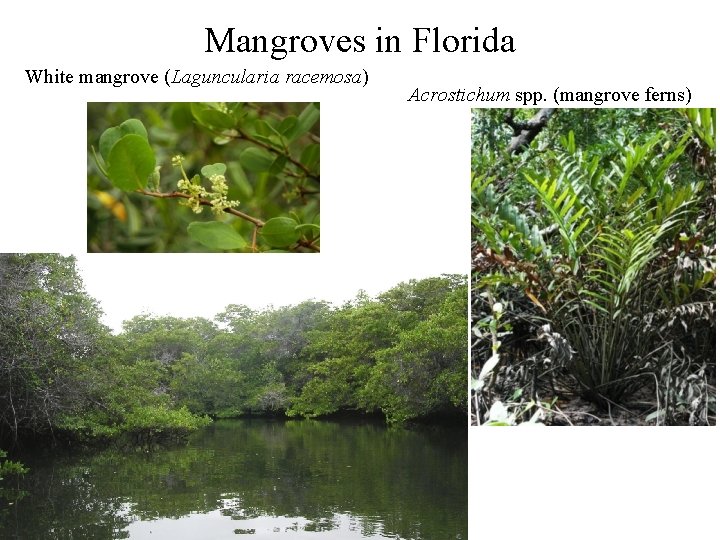 Mangroves in Florida White mangrove (Laguncularia racemosa) Acrostichum spp. (mangrove ferns) 