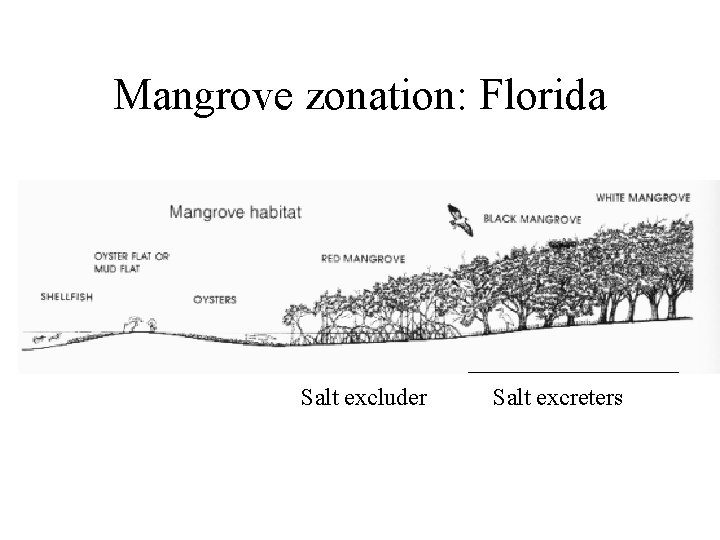 Mangrove zonation: Florida Salt excluder Salt excreters 