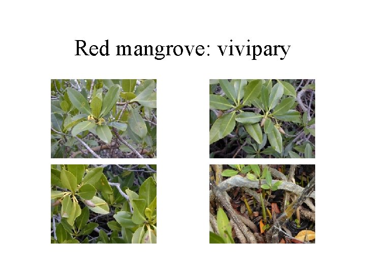 Red mangrove: vivipary 