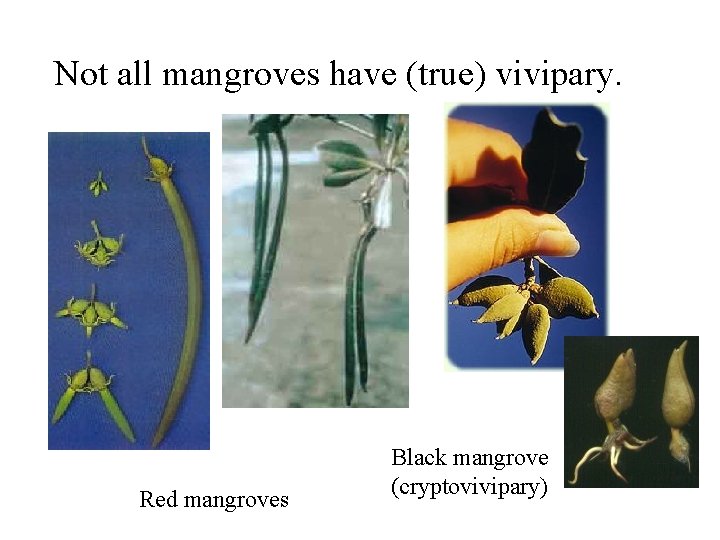 Not all mangroves have (true) vivipary. Red mangroves Black mangrove (cryptovivipary) 