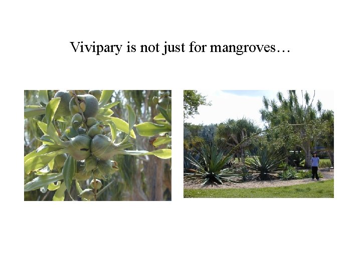Vivipary is not just for mangroves… 