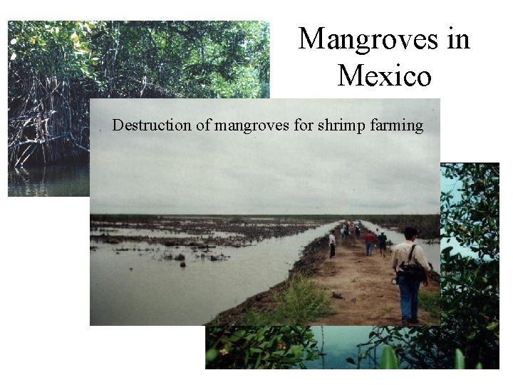 Mangroves in Mexico Destruction of mangroves for shrimp farming 