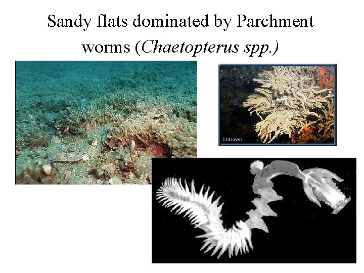 Sandy flats dominated by Parchment worms (Chaetopterus spp. ) 
