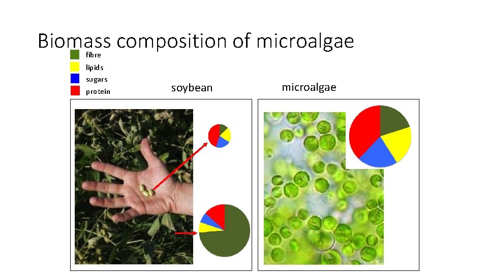 Biomass composition of microalgae fibre lipids sugars protein soybean microalgae 