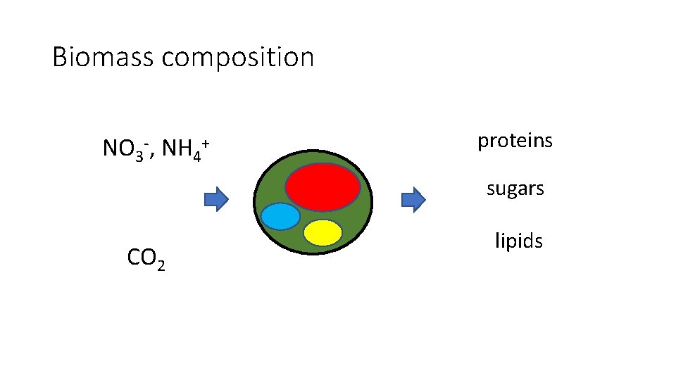 Biomass composition NO 3 -, NH 4+ proteins sugars CO 2 lipids 