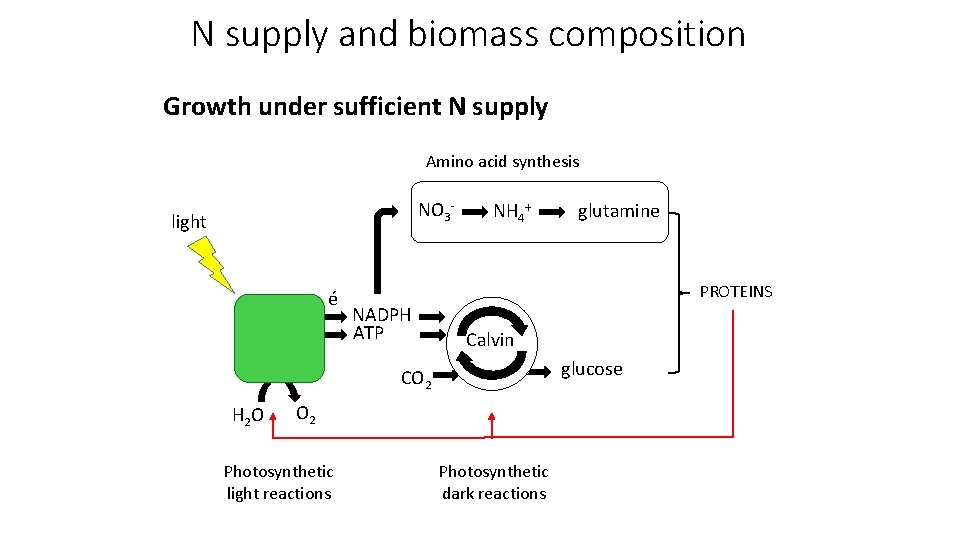 N supply and biomass composition Growth under sufficient N supply Amino acid synthesis NO