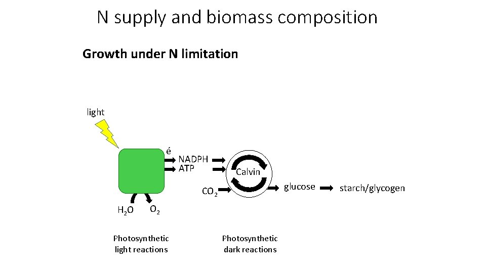 N supply and biomass composition Growth under N limitation light é NADPH ATP Calvin