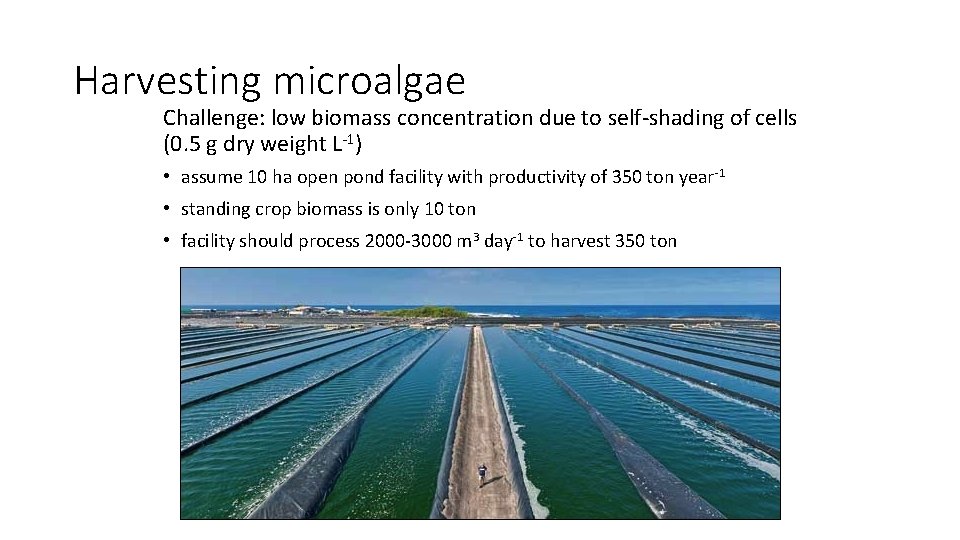 Harvesting microalgae Challenge: low biomass concentration due to self-shading of cells (0. 5 g