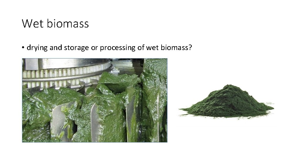 Wet biomass • drying and storage or processing of wet biomass? 