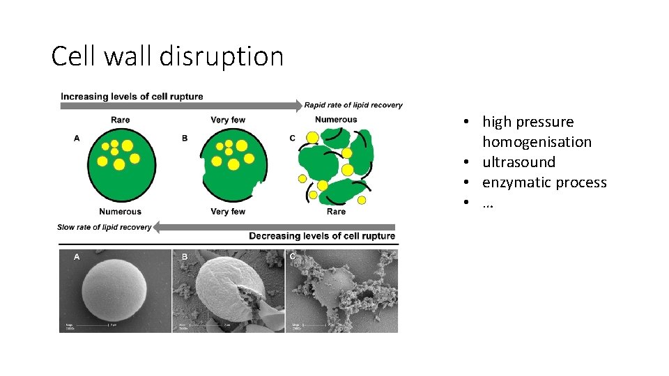 Cell wall disruption • high pressure homogenisation • ultrasound • enzymatic process • …