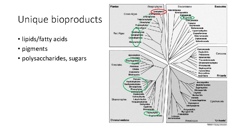 Unique bioproducts • lipids/fatty acids • pigments • polysaccharides, sugars 0 