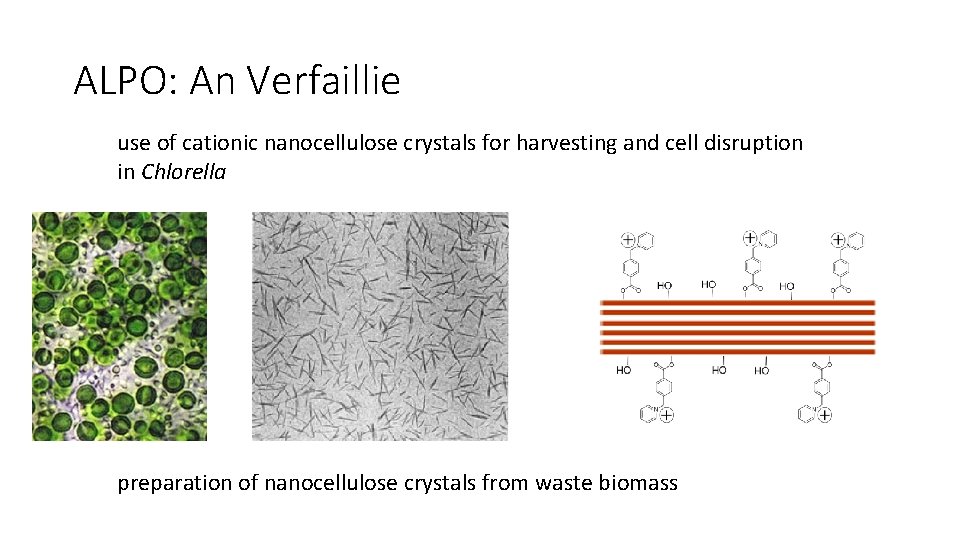 ALPO: An Verfaillie use of cationic nanocellulose crystals for harvesting and cell disruption in