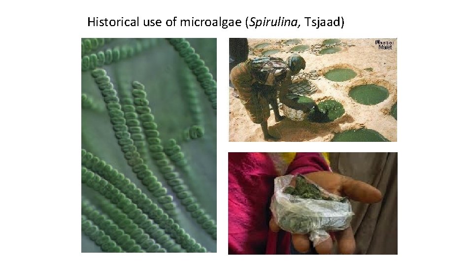 Historical use of microalgae (Spirulina, Tsjaad) 