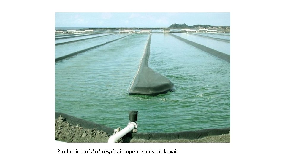 Production of Arthrospira in open ponds in Hawaii 