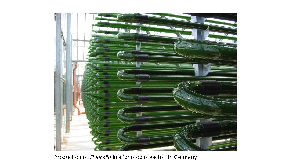 Production of Chlorella in a ‘photobioreactor’ in Germany 