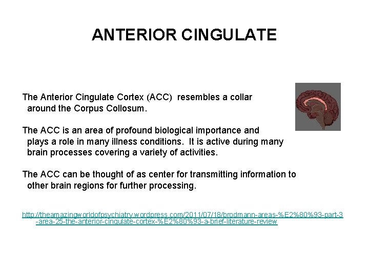 ANTERIOR CINGULATE The Anterior Cingulate Cortex (ACC) resembles a collar around the Corpus Collosum.