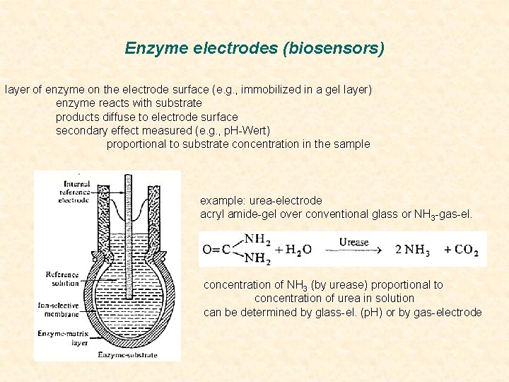 Enzyme electrodes (biosensors) layer of enzyme on the electrode surface (e. g. , immobilized