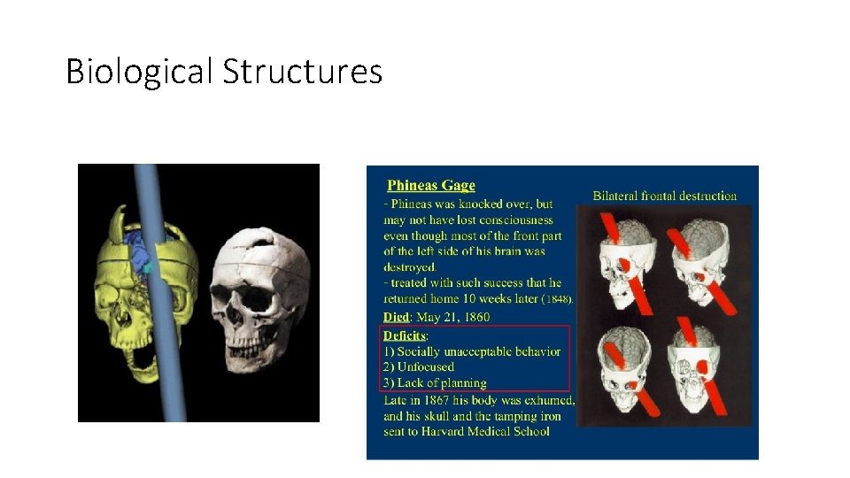 Biological Structures 