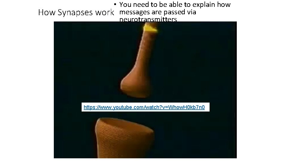  • You need to be able to explain how How Synapses work messages