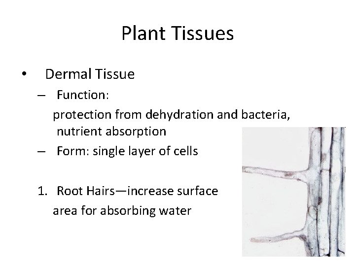 Plant Tissues • Dermal Tissue – Function: protection from dehydration and bacteria, nutrient absorption