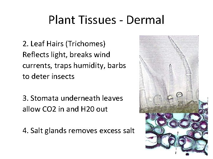 Plant Tissues - Dermal 2. Leaf Hairs (Trichomes) Reflects light, breaks wind currents, traps