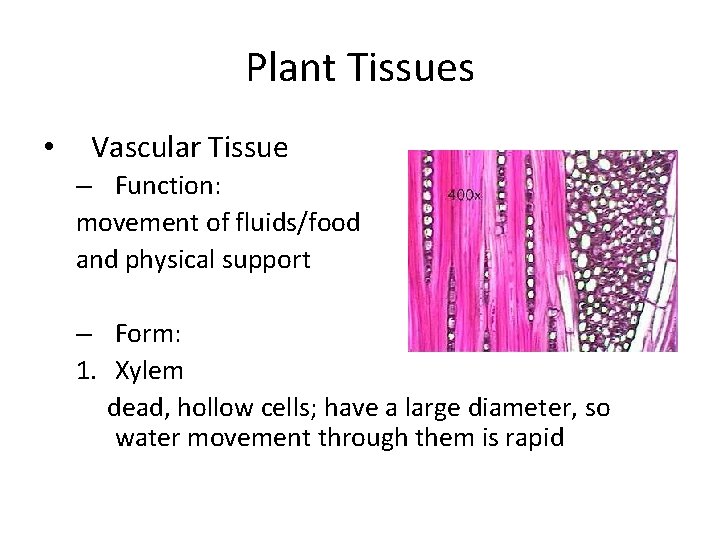 Plant Tissues • Vascular Tissue – Function: movement of fluids/food and physical support –