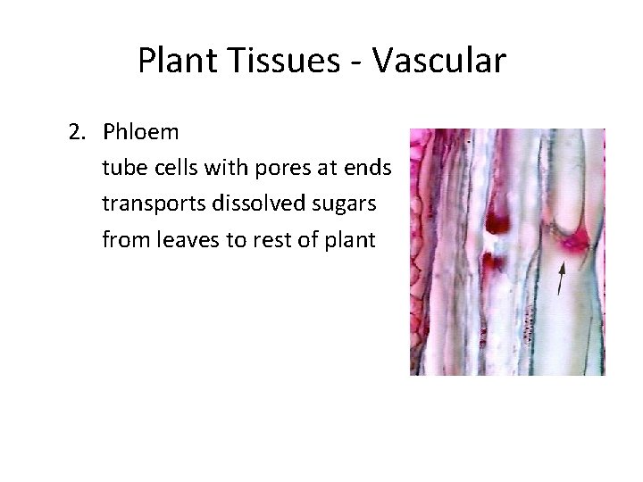 Plant Tissues - Vascular 2. Phloem tube cells with pores at ends transports dissolved