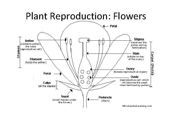 Plant Reproduction: Flowers 