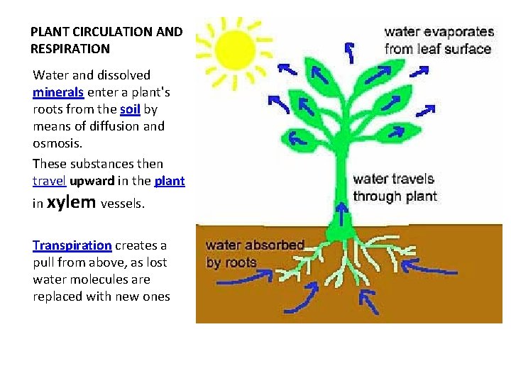 PLANT CIRCULATION AND RESPIRATION Water and dissolved minerals enter a plant's roots from the