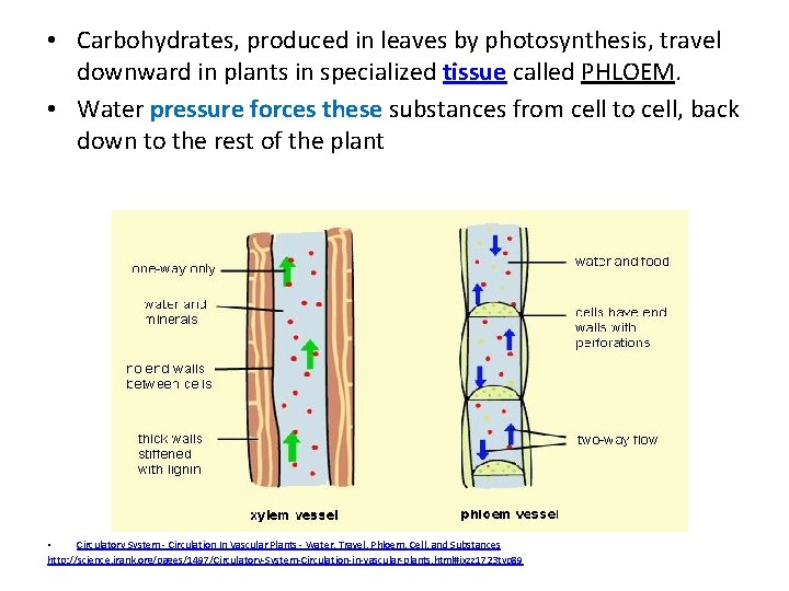  • Carbohydrates, produced in leaves by photosynthesis, travel downward in plants in specialized