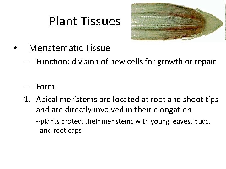 Plant Tissues • Meristematic Tissue – Function: division of new cells for growth or