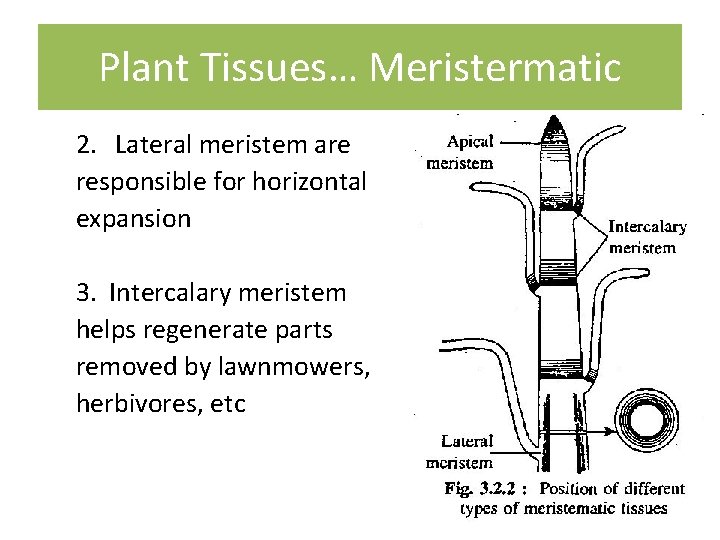 Plant Tissues… Meristermatic 2. Lateral meristem are responsible for horizontal expansion 3. Intercalary meristem