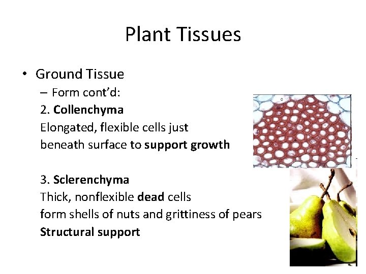 Plant Tissues • Ground Tissue – Form cont’d: 2. Collenchyma Elongated, flexible cells just