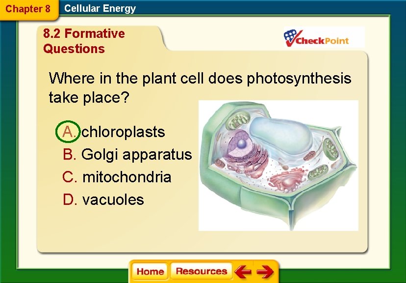 Chapter 8 Cellular Energy 8. 2 Formative Questions Where in the plant cell does