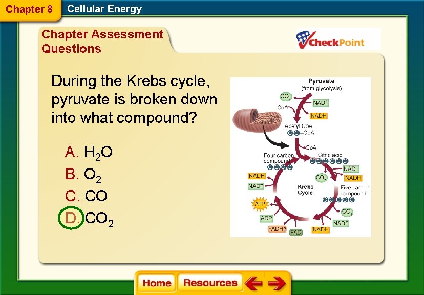 Chapter 8 Cellular Energy Chapter Assessment Questions During the Krebs cycle, pyruvate is broken