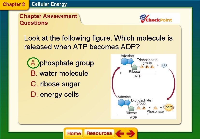 Chapter 8 Cellular Energy Chapter Assessment Questions Look at the following figure. Which molecule