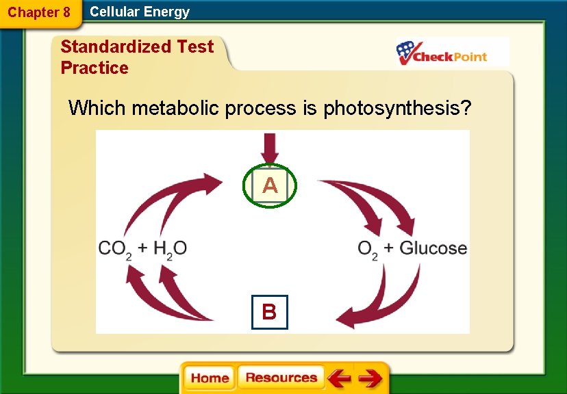 Chapter 8 Cellular Energy Standardized Test Practice Which metabolic process is photosynthesis? A B