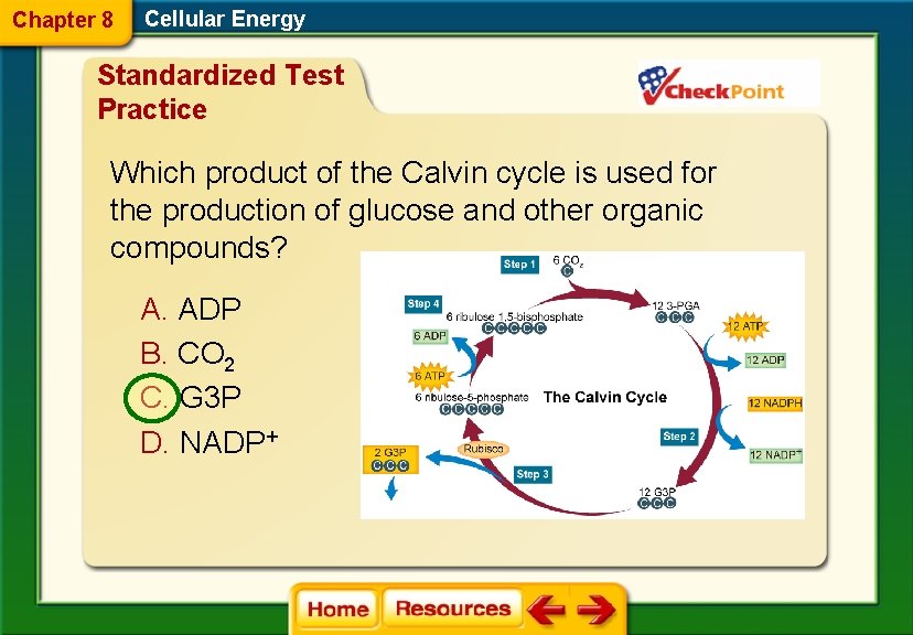 Chapter 8 Cellular Energy Standardized Test Practice Which product of the Calvin cycle is