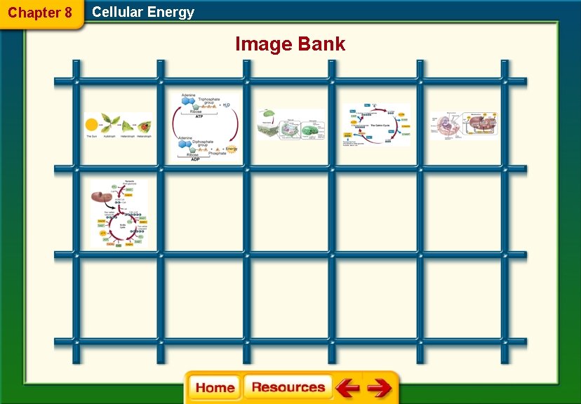 Chapter 8 Cellular Energy Image Bank 