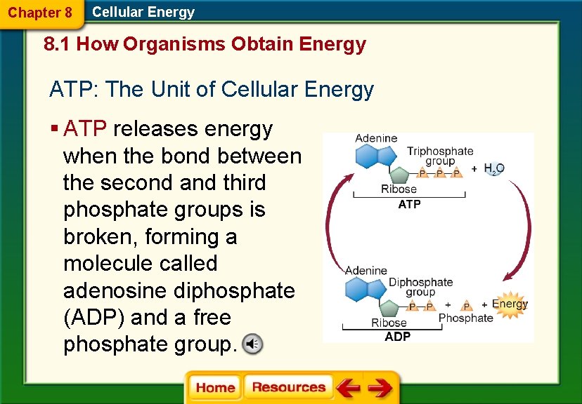 Chapter 8 Cellular Energy 8. 1 How Organisms Obtain Energy ATP: The Unit of