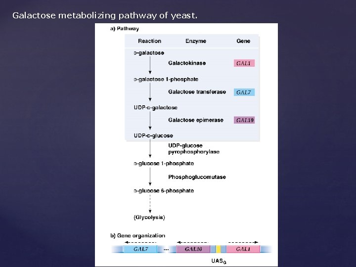 Galactose metabolizing pathway of yeast. 