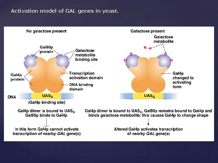 Activation model of GAL genes in yeast. 