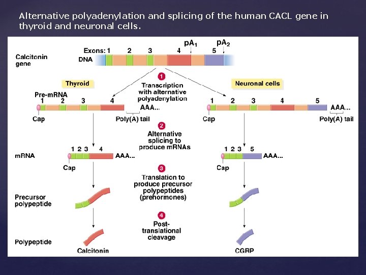 Alternative polyadenylation and splicing of the human CACL gene in thyroid and neuronal cells.