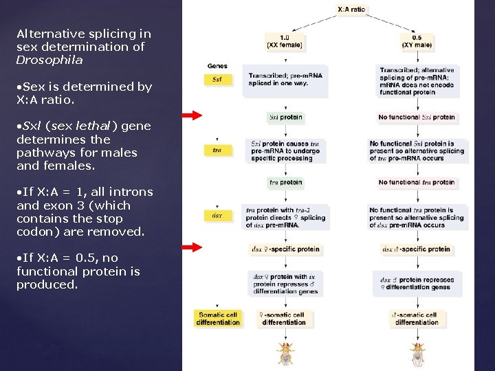 Alternative splicing in sex determination of Drosophila • Sex is determined by X: A