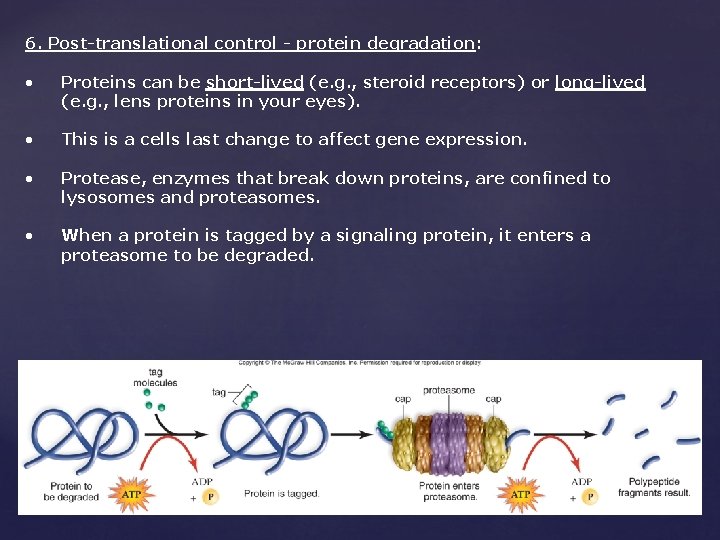 6. Post-translational control - protein degradation: • Proteins can be short-lived (e. g. ,