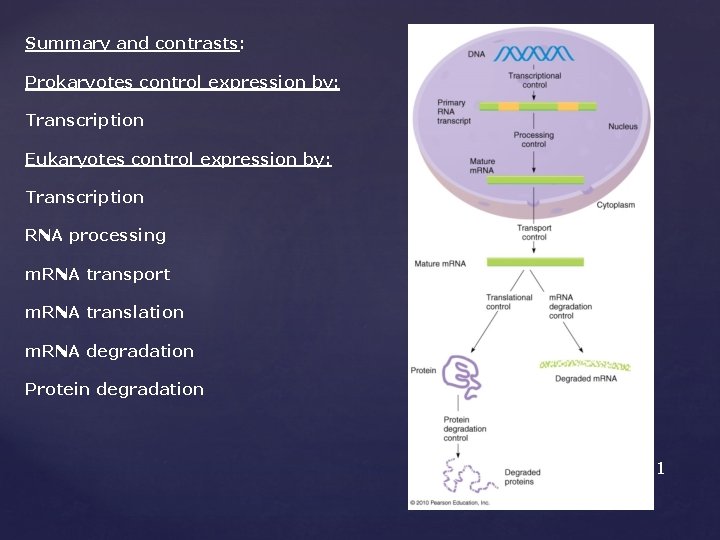 Summary and contrasts: Prokaryotes control expression by: Transcription Eukaryotes control expression by: Transcription RNA