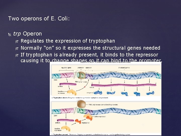 Two operons of E. Coli: trp Operon Regulates the expression of tryptophan Normally “on”