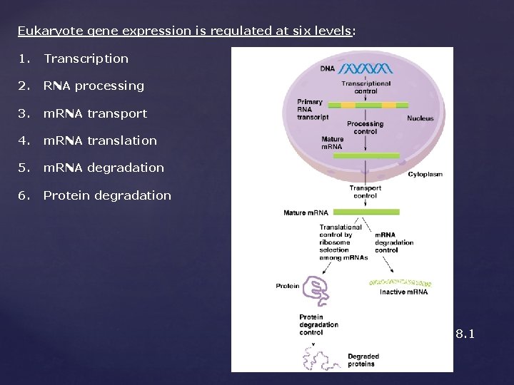 Eukaryote gene expression is regulated at six levels: 1. Transcription 2. RNA processing 3.