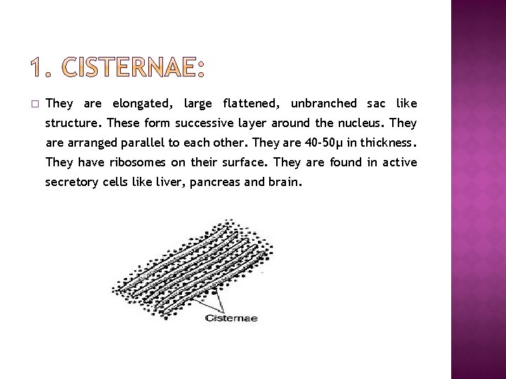 � They are elongated, large flattened, unbranched sac like structure. These form successive layer � They are elongated, large flattened, unbranched sac like structure. These form successive layer