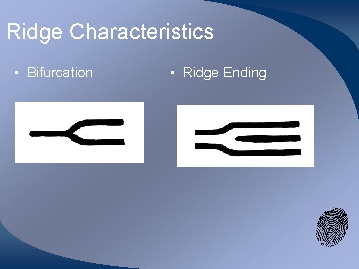 Ridge Characteristics • Bifurcation • Ridge Ending 